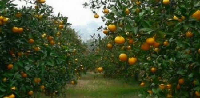 هشدار  به باغداران مازندرانی / میوه ها به ویژه مرکبات ( نارنج) را سریع تر  برداشت کنید تا توسط مگس میوه ( مدیترانه ای) خسارت نبینند.