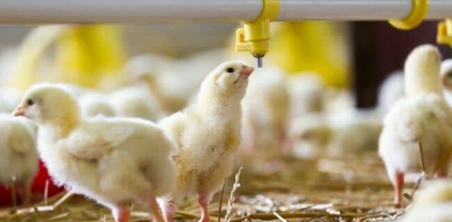 رشد ۱۹ درصدی جوجهریزی در مازندران / پشتوانه محکم امنیت غذایی در کشور رشد ۱۹ درصدی جوجهریزی در مازندران / پشتوانه محکم امنیت غذایی در کشور