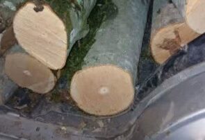 توقیف یک دستگاه خودروی پراید حامل محمولات جنگلی توسط مامورین یگان حفاظت شهرستان نکا و شرکت نکاچوب