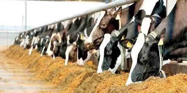 تفویض اختیار سازمان دامپزشکی به استانهای شمالی/ کاهش زمان ترخیص نهادهها به ۳ تا ۵ روز تفویض اختیار سازمان دامپزشکی به استانهای شمالی/ کاهش زمان ترخیص نهادهها به ۳ تا ۵ روز