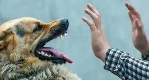 کاهش ۱۳ درصدی مصدومین ناشی از سگ گرفتگی در مازندران / شهرستان بابل با بیشترین مصدومین کاهش ۱۳ درصدی مصدومین ناشی از سگ گرفتگی در مازندران / شهرستان بابل با بیشترین مصدومین