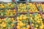 ذخیره‌سازی ۳۵ هزار تن مرکبات در سردخانه‌های ساری/ صادرات ۹ هزار تن مرکبات به کشور های دیگر 