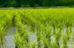 آفت بلاست گریبانگیر شالیزار های مازندرن/ افزایش مگس مديترانه ای در باغ های استان آفت بلاست گریبانگیر شالیزار های مازندرن/ افزایش مگس مديترانه ای در باغ های استان