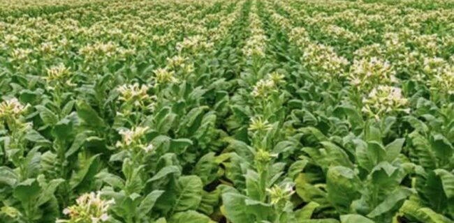 کشت ۴۸ هکتار توتون در راستای طرح الگوی کشت در  نکا/ توتون خواص مختلف به ویژه  در صنایع دارویی  دارد 