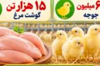 جوجه‌ریزی بیش از ۶ میلیون قطعه و تولید ۱۵ هزار تن گوشت سفید در جویبار/ تثبیت بازار با تقویت زنجیره تولید