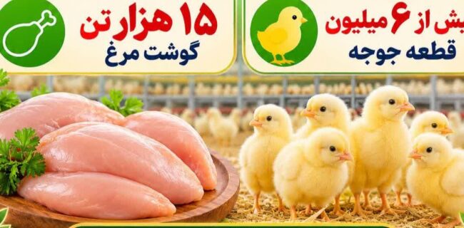جوجه‌ریزی بیش از ۶ میلیون قطعه و تولید ۱۵ هزار تن گوشت سفید در جویبار/ تثبیت بازار با تقویت زنجیره تولید