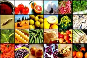 تولید محصولات کشاورزی ۱/۵ برابر نسبت به سال قبل بیشتر شده است