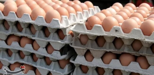 چرا قیمت تخم مرغ افزایش یافت؟