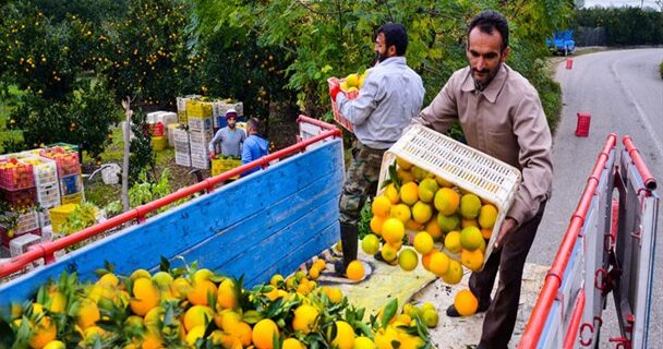 <a href="https://www.bloghnews.com/news/467229/باغداران-جای-جشن-افزایش-تولید-زانوی-غم-بغل-کرده-اند-فروش-محصولات-ارزان-تر-سه-سال-قبل">باغداران به جای جشن افزایش تولید زانوی غم بغل کرده‌اند/فروش محصولات ارزان‌تر از سه سال قبل!</a>