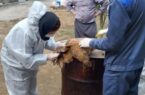 آغاز طرح پایش سرمی آنفلوانزای فوق حاد پرندگان در مازندران