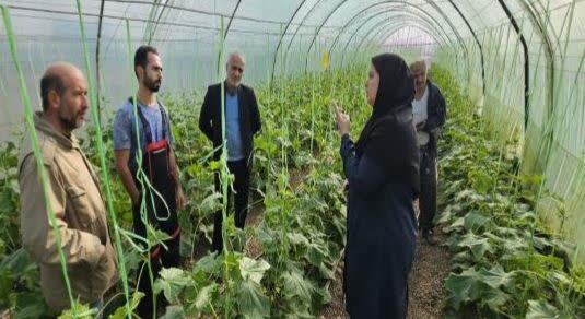 بازدید مدیر جهاد کشاورزی شهرستان ساری از گلخانههای روستای شهاب لیلم ساری بازدید مدیر جهاد کشاورزی شهرستان ساری از گلخانههای روستای شهاب لیلم ساری