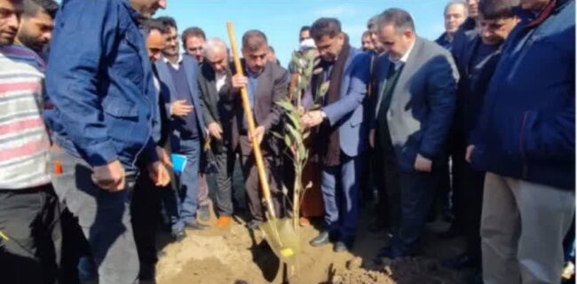 کاشت ۲۰۰۰ اصله نهال در سطح ۴ هکتار در سواحل نکا کاشت ۲۰۰۰ اصله نهال در سطح ۴ هکتار در سواحل نکا