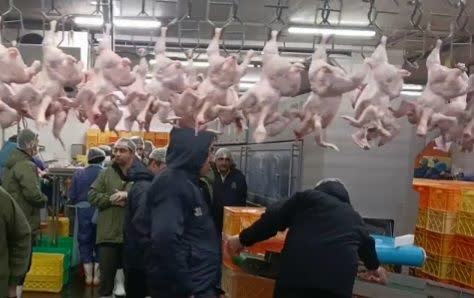 حمایت از کلان‌پروژه‌های کشاورزی در مازندران؛ گامی بلند به سوی ارزآوری و اقتصاد مقاومتی