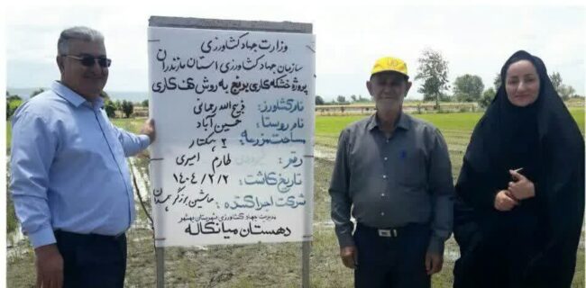 کشت ۱۰ هکتار برنج به روش خشکه کاری در بهشهر