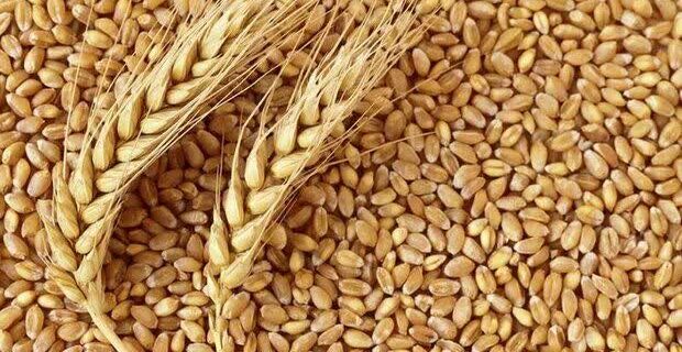 خرید تضمینی بیش از ۲ هزار تن گندم در مرکز مازندران خرید تضمینی بیش از ۲ هزار تن گندم در مرکز مازندران
