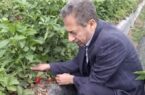 کشت توامان توت فرنگی و فلفل دلمهای، ابتکاری برای افزایش بهرهوری در مزارع سیمرغ کشت توامان توت فرنگی و فلفل دلمهای، ابتکاری برای افزایش بهرهوری در مزارع سیمرغ