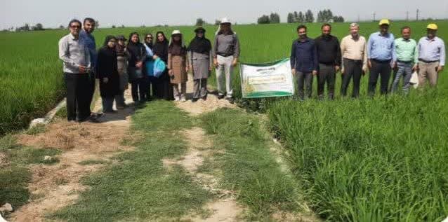 بازدید رئیس گروه برنج وزارت جهاد کشاورزی از مزارع مازندران با هدف ارتقای تولید بازدید رئیس گروه برنج وزارت جهاد کشاورزی از مزارع مازندران با هدف ارتقای تولید
