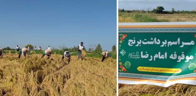 برداشت خوشه های طلایی برنج به دستان خادمیاران رضوی  در نکا 