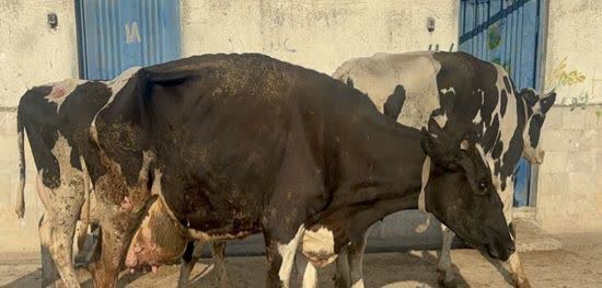 توقیف محموله قاچاق دام آلوده در مازندران توقیف محموله قاچاق دام آلوده در مازندران