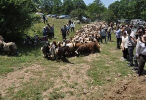 برگزاری آیین سنتی «قرق شکنی»؛ نمادی از تعامل بهره برداران و منابع طبیعی در ساری