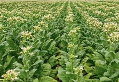 کشت ۴۸ هکتار توتون در راستای طرح الگوی کشت در نکا/ توتون خواص مختلف به ویژه در صنایع دارویی دارد