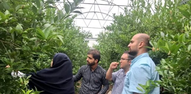 ارزیابی روش‌های نوین غیرشیمیایی برای کنترل تریپس در گلخانه‌های لایم کوات مازندران/ گامی مهم برای کاهش سموم گلخانه ای