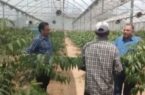مجتمع گلخانه ای کوهسارکنده با ظرفیت ۱۰ واحد فعال، الگوی کشت محصولات متنوع در شهرستان نکا