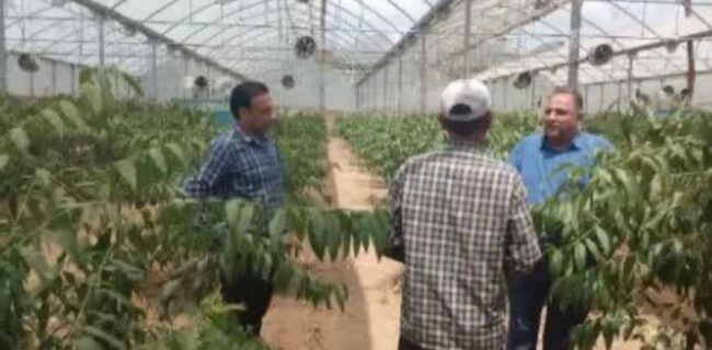 مجتمع گلخانه ای کوهسارکنده با ظرفیت ۱۰ واحد فعال، الگوی کشت محصولات متنوع در شهرستان نکا