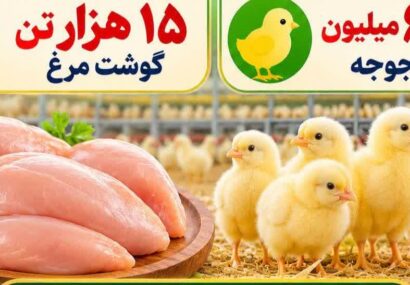 جوجهریزی بیش از ۶ میلیون قطعه و تولید ۱۵ هزار تن گوشت سفید در جویبار/ تثبیت بازار با تقویت زنجیره تولید